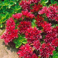 Heirloom Non-GMO Red Sedum Flower Seeds for Planting – Colorful Drought-Tolerant Ground Cover Seeds