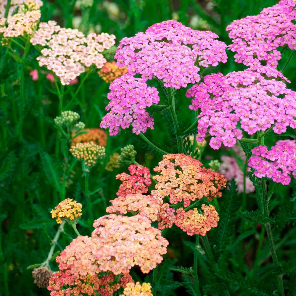 Achillea Flower Seeds for Planting, Heirloom, Non-GMO, 100 pcs