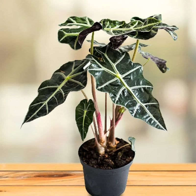 Heirloom Alocasia Plant Seeds, Non-GMO Exotic Foliage for Planting