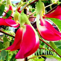 Heirloom Non-GMO Grandiflora Flower Seeds for Planting – Large Vibrant Blooms for Eye-Catching Gardens