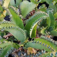 Light Green Kalanchoe Plant Seeds for Planting