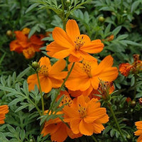 Orange Bell Orchid Seeds for Planting, NON GMO Seeds