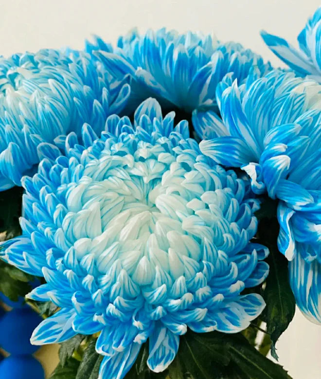 Organic Heirloom Non-GMO Blue Yellow Chrysanthemum Seeds for Planting – Garden Blooms