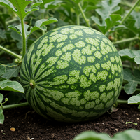 Tendersweet Orange Watermelon Fruit Seeds – Non-GMO Heirloom Seeds for Home Gardening