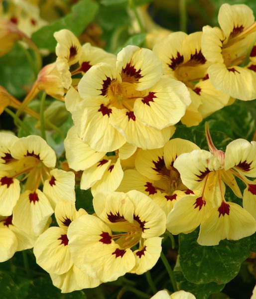 Heirloom Non-GMO Cream Pink Nasturtium Flower Seeds for Garden Planting – Edible Decorative Blooms
