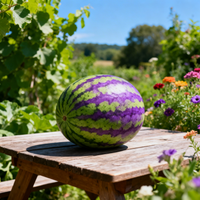 Watermelon Green Purple Seeds for Garden – Heirloom Non-GMO Planting Seeds