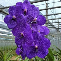 Heirloom Non-GMO Violet Vanda Orchid Flower Seeds for Garden Planting – Exotic Epiphytic Blooms