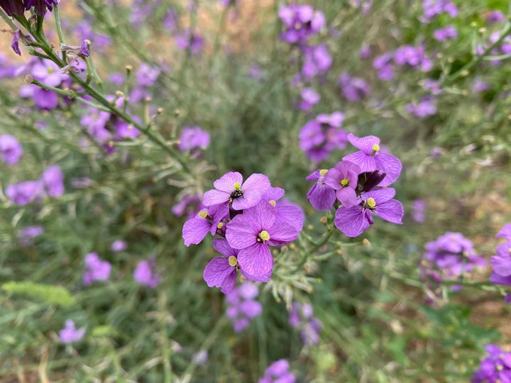 Heirloom Non-GMO Violet Linifolium Flower Seeds for Elegant Garden Borders and Seasonal Planting
