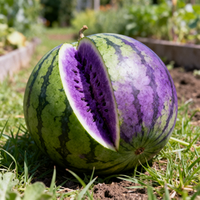 Watermelon Green Purple Seeds for Garden – Heirloom Non-GMO Planting Seeds