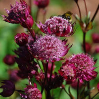 Astrantia Purple Seeds for Planting – Organic, Heirloom, Non-GMO Flower Seeds