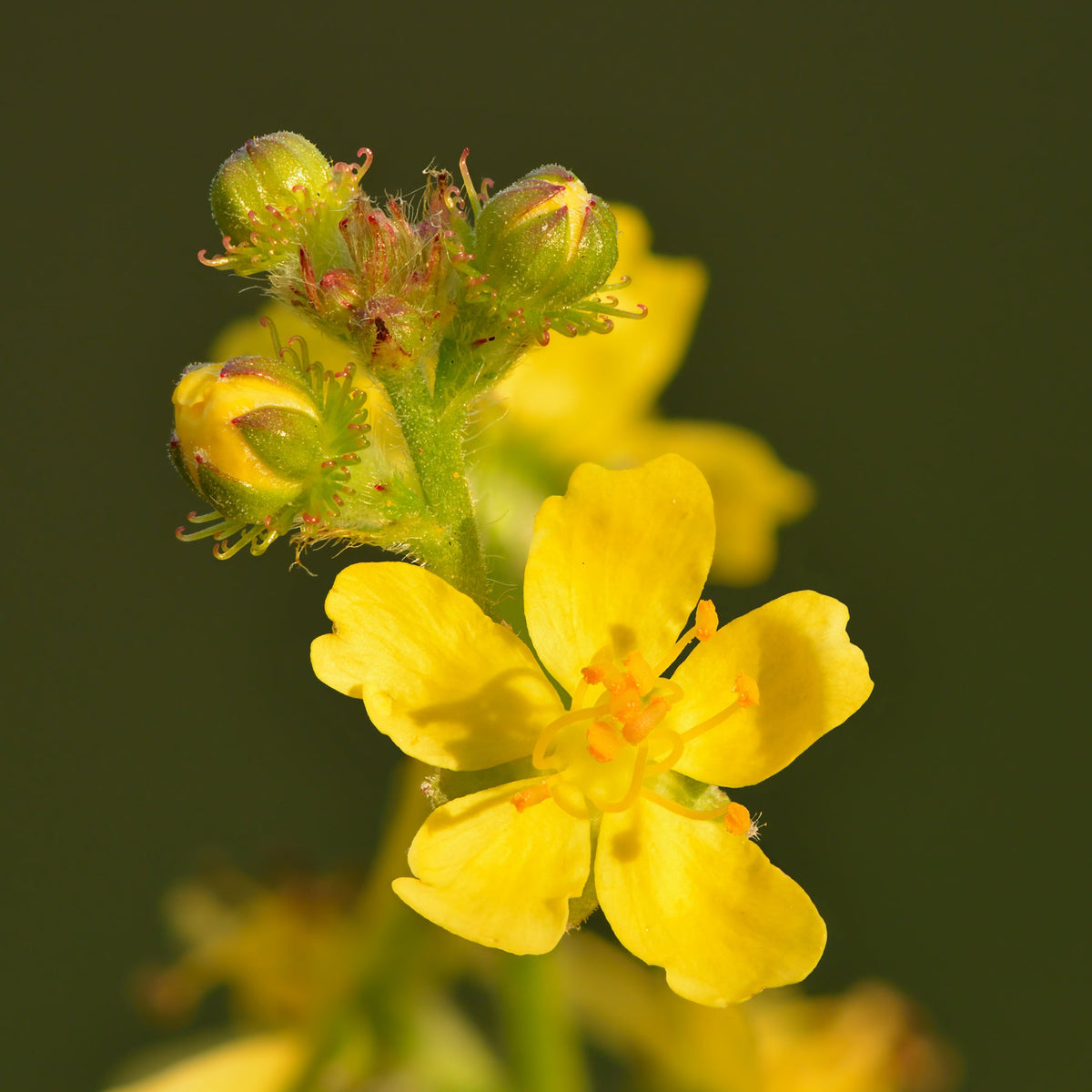 Agrimony Flower Seeds – Heirloom, Non-GMO, Medicinal Herb Blooms for Garden Planting