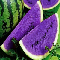 Green Purple Watermelon Planting Seeds – Non-GMO Heirloom Garden Variety