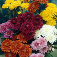 Chrysanthemum Seeds for Planting, 100 pcs