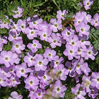 Lavender Linanthus Flower Seeds for Planting NON GMO Seeds