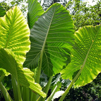 Green (Green scientific name) for planting in garden