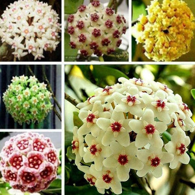 100 Pcs