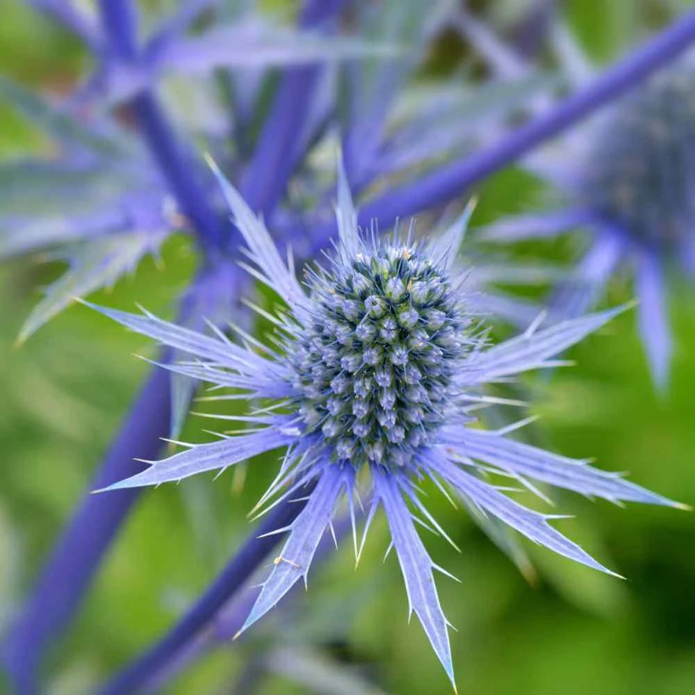 Blue (Blue scientific name) for planting in garden