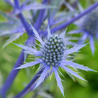 Blue (Blue scientific name) for planting in garden