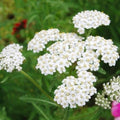 White (White scientific name) for planting in garden