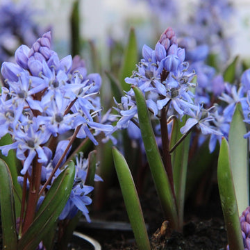 Scilla Bifolia Flower Seeds for Planting, 100 pcs seeds for planting in home garden