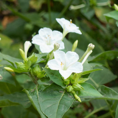 100 Pcs