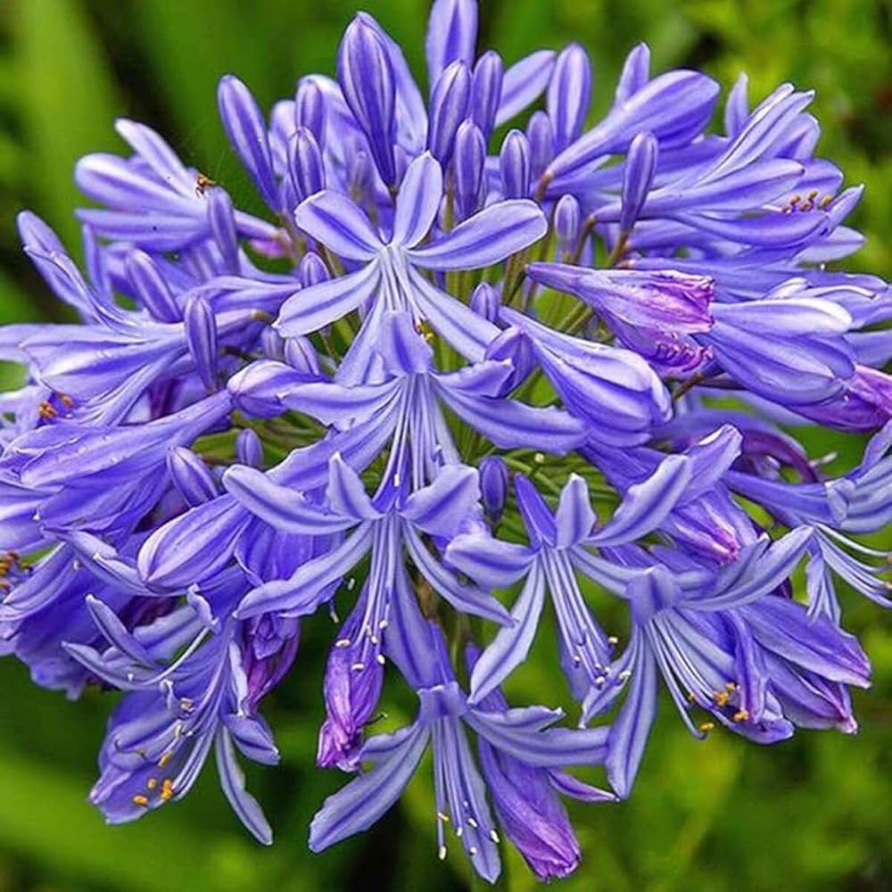 Blue Agapanthus Seeds for Planting - NON GMO Seeds seeds for planting in home garden
