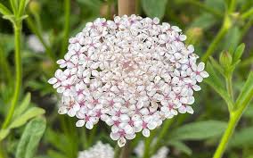 Pink Lace Flower Seeds for Planting - 100 pcs seeds for planting in home garden