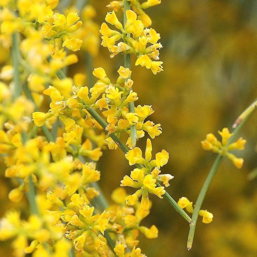 Retama Sphaerocarpa Flower Seeds for planting in home garden