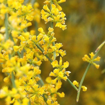 Retama Sphaerocarpa Flower Seeds for planting in home garden