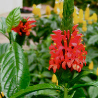Red Pachystachys Flower Seeds for Planting - 100 pcs seeds for planting in home garden