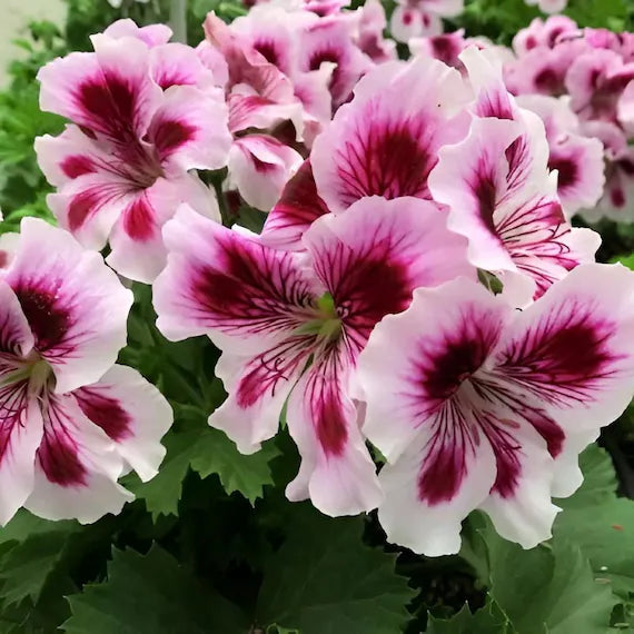 Purple (Purple scientific name) for planting in garden