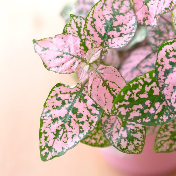 Light (Light scientific name) for planting in garden