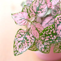 Light (Light scientific name) for planting in garden