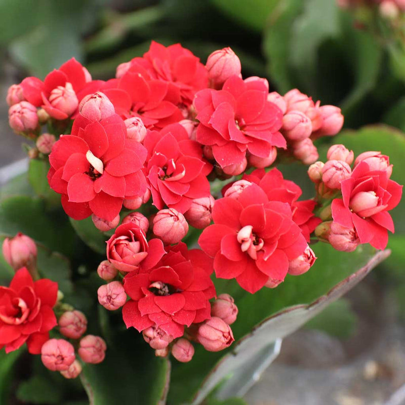 Red (Red scientific name) for planting in garden