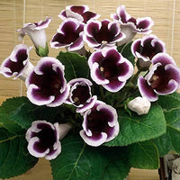Gloxinia Flower Seeds, Heirloom, Non-GMO Vibrant Indoor Blooms for Planting for planting in home garden