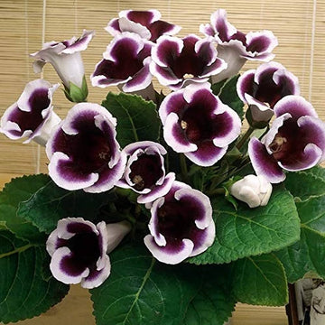 Gloxinia Flower Seeds, Heirloom, Non-GMO Vibrant Indoor Blooms for Planting for planting in home garden