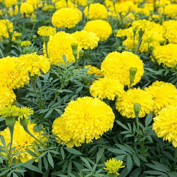 Heirloom Non-GMO Marigold Flower Seeds for Garden Planting for planting in home garden