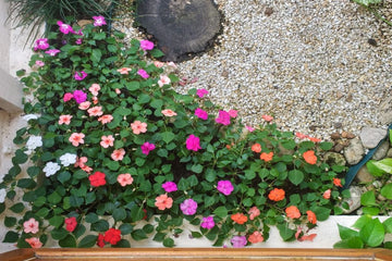 Lizzie Flower Seeds for Planting - 100 pcs seeds for planting in home garden