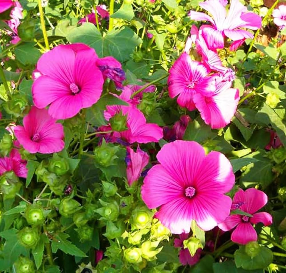 Pink (Pink scientific name) for planting in garden