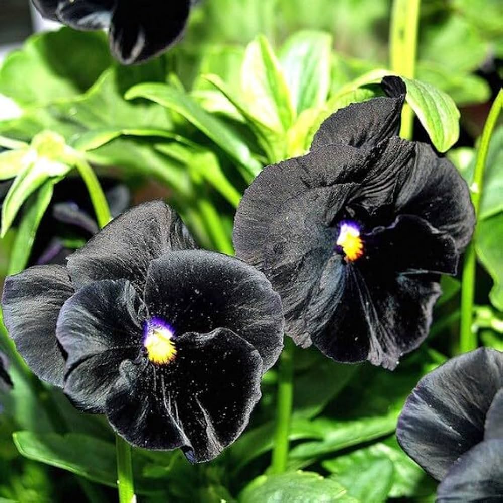 Non-GMO (Non-GMO scientific name) for planting in garden