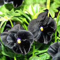 Non-GMO (Non-GMO scientific name) for planting in garden