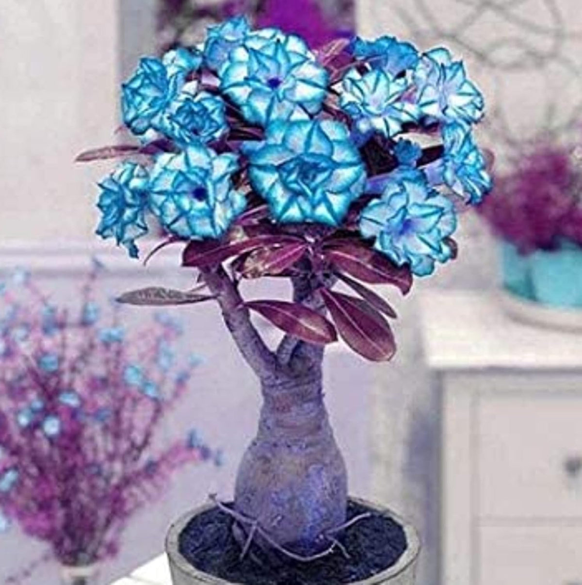 Blue Adenium Bonsai Flower Seeds for Planting - 100 pcs seeds for planting in home garden
