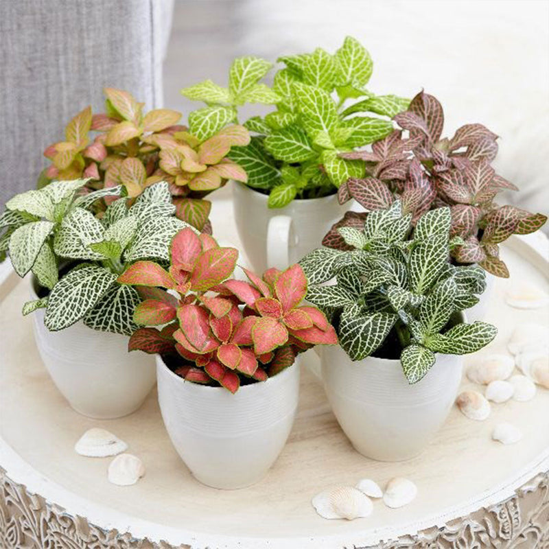 Heirloom Non-GMO Mix Fittonia Nerve Plant Seeds for Colorful Indoor Foliage and Decorative Planting for planting in home garden