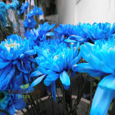 100 Pcs