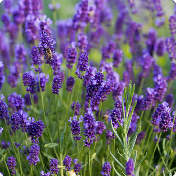 Heirloom Non-GMO Purple Fragrant Flower Seeds for Aromatic Garden Spaces and Seasonal Planting for planting in home garden