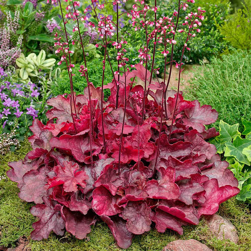 Coral (Coral scientific name) for planting in garden