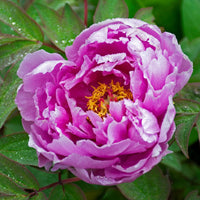 Purple Paeonia Suffruticosa Flower Seeds for Planting - 100 pcs seeds for planting in home garden