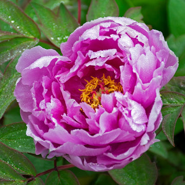 Purple Paeonia Suffruticosa Flower Seeds for Planting - 100 pcs seeds for planting in home garden