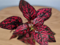 Red Hypoestes Plant Seeds for Planting, 100 pcs seeds for planting in home garden
