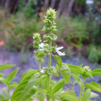 Lamiaceae Flower Seeds for planting in home garden